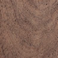 Black Mesquite