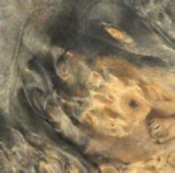 Stabilized Buckeye Burl