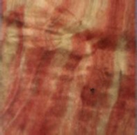 Flame Red Box Elder