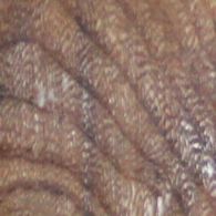 Stabilized English Red Elm