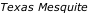 Texas Mesquite